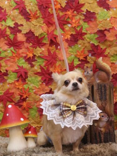 20241110モカちゃん